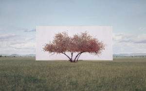 Myoung Ho Lee 2011 arbre n° 2 photographie