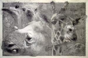 Quentin Garel, 2008, études d'animaux, fusain sur papier, 100x150