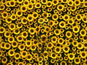 Liu Bolin Tournesols