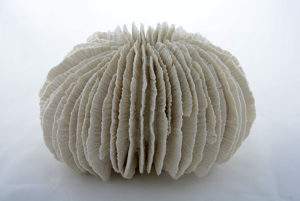 Simone Pheulpin, corail-fungia, sculpture de coton