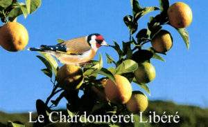 Chardonneret Libéré